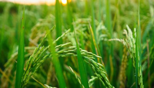 Espacio y tiempo: cómo entender mejor los procesos biológicos en el mundo vegetal