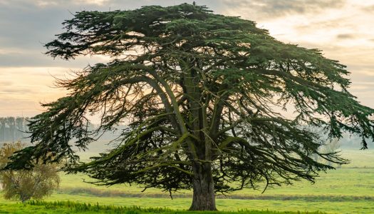 Señales del golpe de Pinochet en los anillos de los árboles chilenos: Un estudio vincula los metales pesados en los anillos de los árboles con la calidad del aire