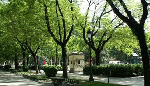 Aplicación chilena ayuda a saber cuál árbol conviene plantar en el jardín