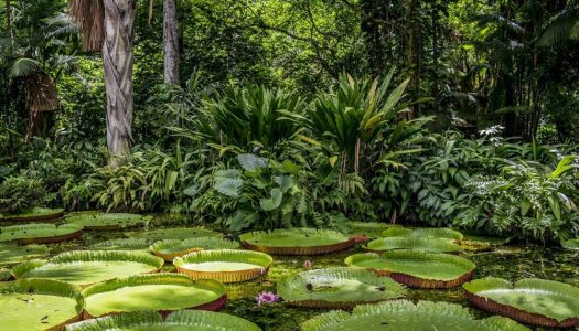 Más de 9.000 especies de árboles quedan por descubrirse en la Tierra