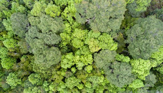 Estudio revela que bosques nativos chilotes son importantes reservorios de la lluvia de verano