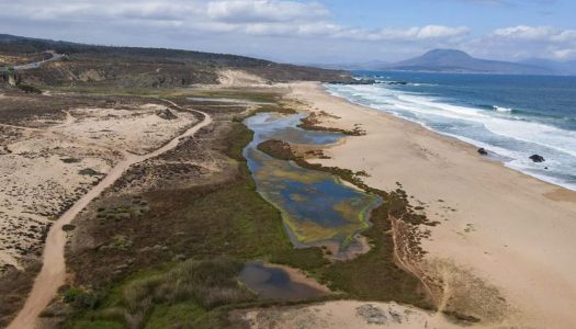 Chile cuenta con su primer Plan Nacional de Restauración: Contribuirá a enfrentar las crisis de biodiversidad y cambio climático