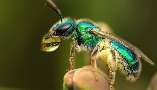 A la defensa de los insectos: 6 acciones ciudadanas para ayudar a los animales más biodiversos del planeta