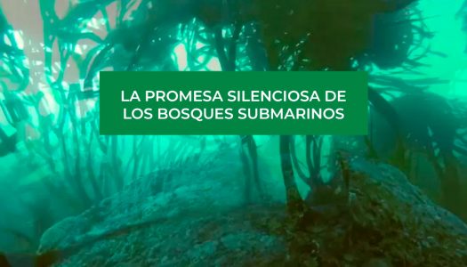 La promesa silenciosa de los bosques submarinos